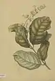 Fagraea racemosa Wallich, 19th century
