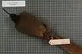 Female Brown sicklebill specimen.