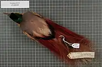 Male Goldie's bird-of-paradise specimen.