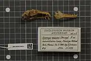 A bat skull with the jaw detached