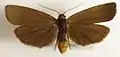 With wings extended