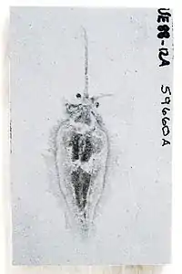 Nectocaris pteryx from the Burgess Shale; funnel is visible folded to left of specimen. Image from Smith (2013)..mw-parser-output cite.citation{font-style:inherit;word-wrap:break-word}.mw-parser-output .citation q{quotes:"\"""\"""'""'"}.mw-parser-output .citation:target{background-color:rgba(0,127,255,0.133)}.mw-parser-output .id-lock-free a,.mw-parser-output .citation .cs1-lock-free a{background:url("//upload.wikimedia.org/wikipedia/commons/6/65/Lock-green.svg")right 0.1em center/9px no-repeat}.mw-parser-output .id-lock-limited a,.mw-parser-output .id-lock-registration a,.mw-parser-output .citation .cs1-lock-limited a,.mw-parser-output .citation .cs1-lock-registration a{background:url("//upload.wikimedia.org/wikipedia/commons/d/d6/Lock-gray-alt-2.svg")right 0.1em center/9px no-repeat}.mw-parser-output .id-lock-subscription a,.mw-parser-output .citation .cs1-lock-subscription a{background:url("//upload.wikimedia.org/wikipedia/commons/a/aa/Lock-red-alt-2.svg")right 0.1em center/9px no-repeat}.mw-parser-output .cs1-ws-icon a{background:url("//upload.wikimedia.org/wikipedia/commons/4/4c/Wikisource-logo.svg")right 0.1em center/12px no-repeat}.mw-parser-output .cs1-code{color:inherit;background:inherit;border:none;padding:inherit}.mw-parser-output .cs1-hidden-error{display:none;color:#d33}.mw-parser-output .cs1-visible-error{color:#d33}.mw-parser-output .cs1-maint{display:none;color:#3a3;margin-left:0.3em}.mw-parser-output .cs1-format{font-size:95%}.mw-parser-output .cs1-kern-left{padding-left:0.2em}.mw-parser-output .cs1-kern-right{padding-right:0.2em}.mw-parser-output .citation .mw-selflink{font-weight:inherit}Smith, M.R. (2013). "Data from: Affinity, ecology and diversity of the early 'cephalopod' Nectocaris". Dryad Digital Repository (dataset). Cambrian explosion. doi:10.5061/dryad.7m6kg. hdl:10255/dryad.46734.