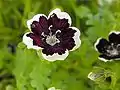 Nemophila menziesii 'Penny Black',  Rancho Santa Ana Botanic Garden