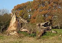 Fouqué Oak