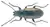 Nephodinus metallescens
