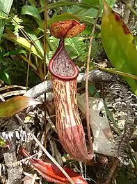 N.&nbsp;maxima × N.&nbsp;neoguineensis