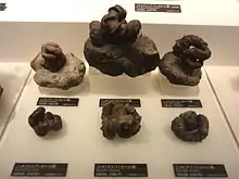 Nipponites ammonites