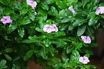 Flower plant raised in India temples