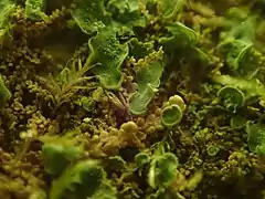 Normandina pulchella