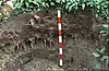 A red-and-white striped stick leans against a cut bank of soil. The soil has layers in colors from grey to brown and many plant roots. At the top of the image there are plants with large green leaves.