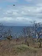 North Seymour Island in the Galápagos