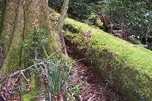 Antarctic beech at Mount Banda Banda