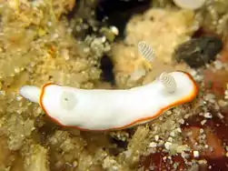 Goniobranchus albonares