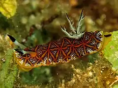 Halgerda tessellata