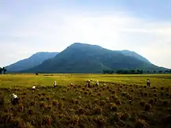 Harvest in Tịnh Biên, An Giang