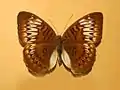 T. p. heliophila from Nias Island