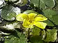 Nymphoides Peltata