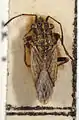 Nysius helveticus
