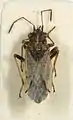 Nysius thymi