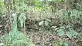 Low terrace wall surrounded by saplings
