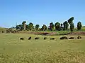 Ki plants on raised earth platform