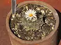 Obregonia denigrii seen from above