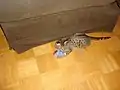 Tawny spotted ocicat