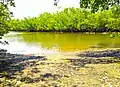 Marsh and Mangroves