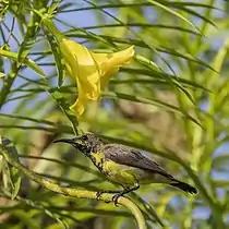 Male C. j. flammaxillariseclipse plumage, Thailand