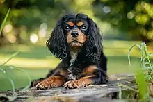 "The purebred Black and Tan uniform."