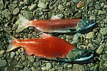 Pacific sockeye salmon