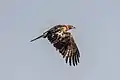 Short toed snake eagle taking off in the grasslands near Bangalore city