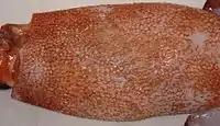 Closeup of the dermal warts from the same O.&nbsp;robsoni specimen