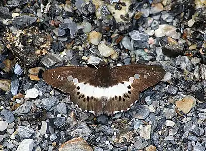 Seseria sambara