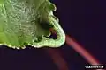 Larva