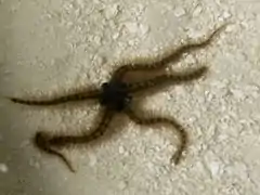 Ophiothrix sp.