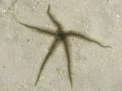 Ophiothrix sp.