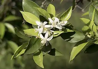 2.