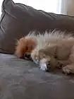 Oranged-yellow colored pomeranian