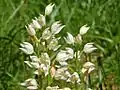 Inflorescence