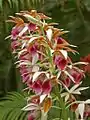 Inflorescence of Phaius tankervilleae