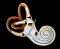 Inner ear