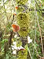 Fungus in El Bosque
