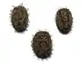 eggs in frontal, dorsal and lateral view