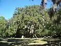 Fairchild Oak