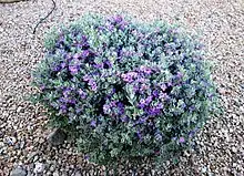 Texas sage