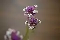 Purple bracts