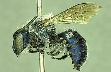 Male