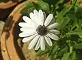 Osteospermum barberiae (Cape daisy)