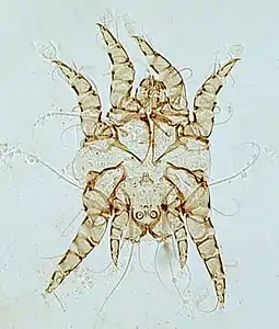 Otodectes surface-feeding mite causing ear canker